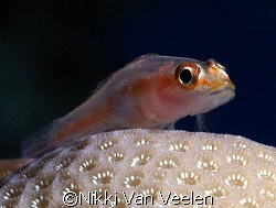 Tiny goby taken at Sharksbay with E300 and 50mm lens. by Nikki Van Veelen 